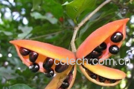 凤眼树果的功效与作用-1