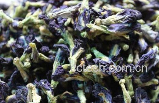 蓝蝴蝶花茶的功效与作用-0