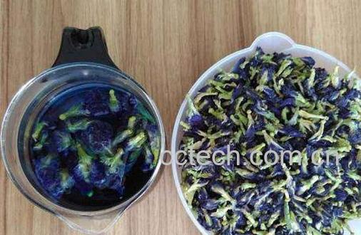 蓝蝴蝶花茶的功效与作用-1