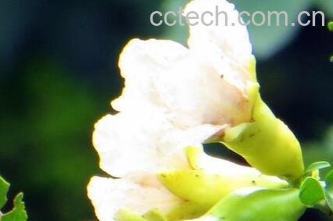 白石榴花的食用价值-0