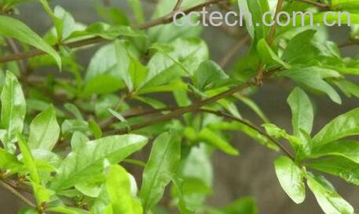 白石榴叶子的功效与作用-0