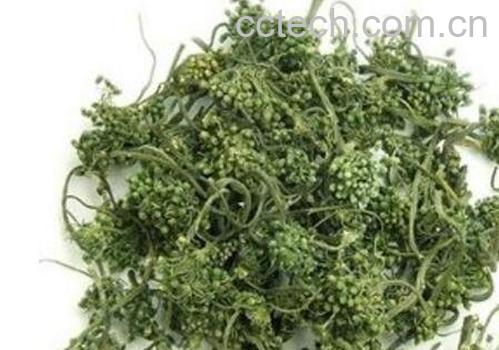 参花茶的功效与作用-0