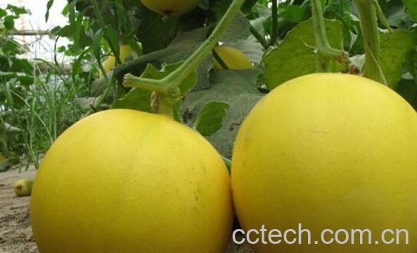 果蔬百科香瓜的挑选方法-0