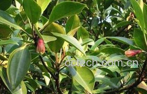 红树果的功效与作用-0
