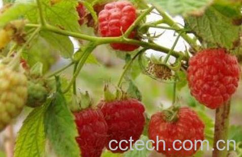 红树果的功效与作用-1