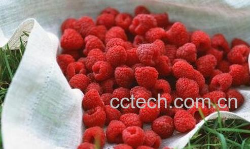 红树梅的功效与作用-0