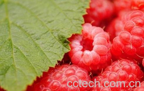 红树梅和覆盆子的区别-0