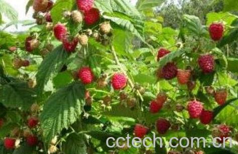 红树果怎么吃 红树果的家常吃法-1