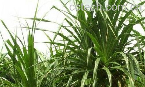 {古的药用价值与功效-0