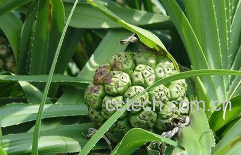 {古的药用价值与功效-1