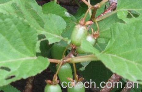 狗枣猕猴桃怎么好吃 狗枣猕猴桃的吃法技巧-0