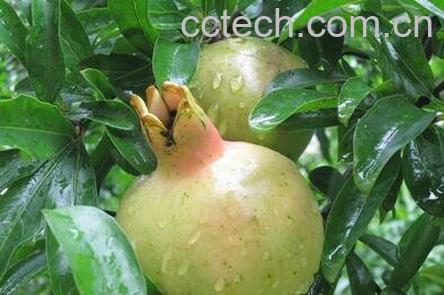 白石榴树和红石榴树区别-0