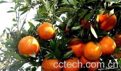 茂谷柑的营养价值-1