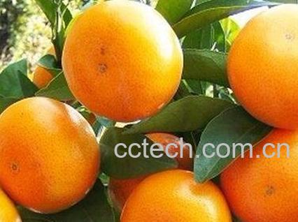 茂谷柑的营养价值-0