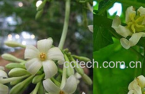 木瓜雄花的药用功效-0