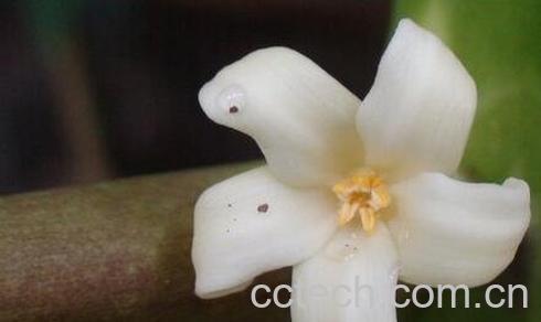 木瓜雄花的药用功效-1