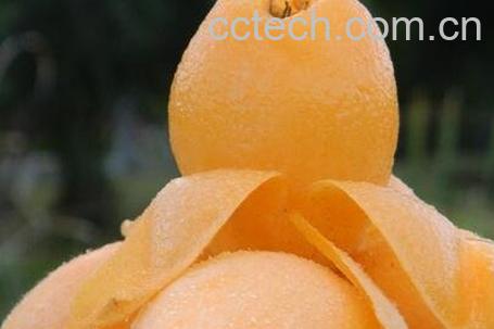 枇杷果的保存方法-0