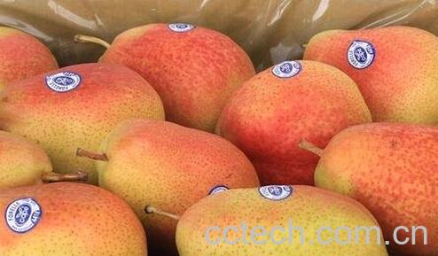 啤梨的功效与作用 啤梨的营养价值-0