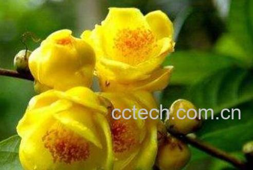 金花茶的功效与作用 喝金花茶有什么好处-0