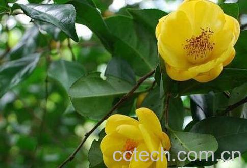 金花茶的功效与作用 喝金花茶有什么好处-1