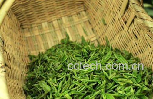 车云山毛尖的特点和功效-0