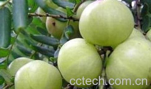 吃牛甘果的禁忌与副作用-0