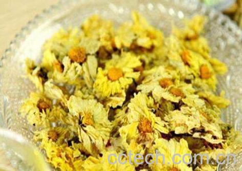 喝菊花茶有什么好处与坏处-0