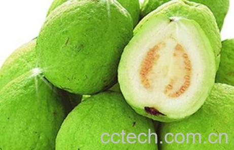 番石榴图片 番石榴的功效与作用-0