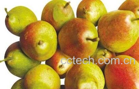 茄梨和啤梨是一样的吗 茄梨和啤梨的区别-0