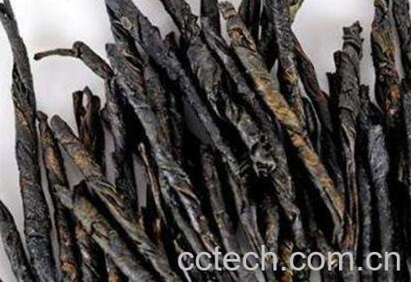 苦丁茶的功效与作用及禁忌-0