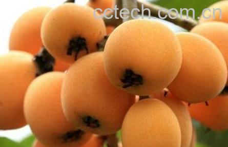 枇杷的营养价值及功效-0