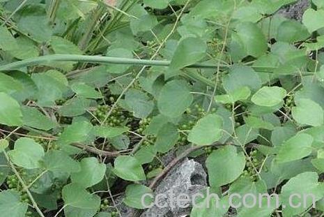 毛葡萄的功效与作用-0