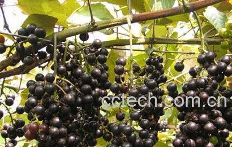 毛葡萄的功效与作用-1