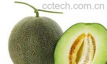 洋香瓜是哈密瓜吗 洋香瓜怎么吃-0