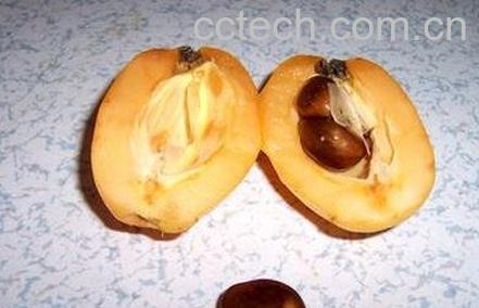 枇杷果核可以吃吗 枇杷果核的功效-0