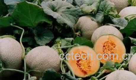 洋香瓜的功效与作用-1