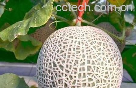 洋香瓜的功效与作用-0