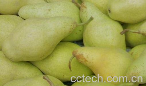 香蕉梨的功效与作用及禁忌-0