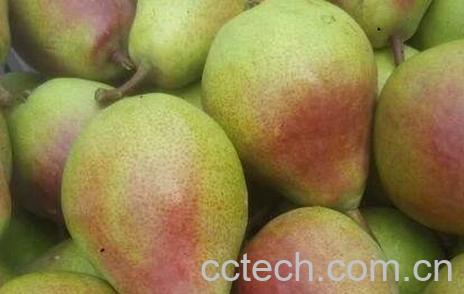 香蕉梨的功效与作用及禁忌-1