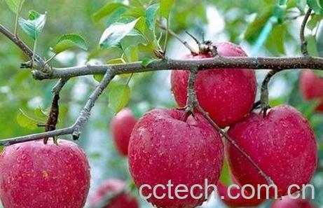 林檎果的功效与作用-1