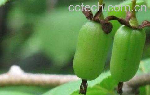 狗枣子的营养价值-1