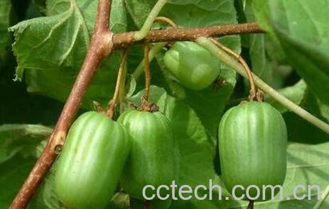 狗枣子的营养价值-0