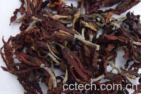  玉兰花茶的制作方法 玉兰花茶的泡法-1