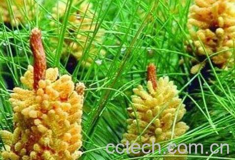 国珍松花粉怎么吃 国珍松花粉什么时候吃-1