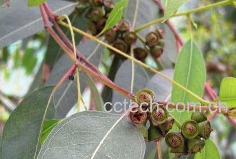 蓝桉果实的功效和好处-0