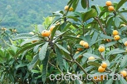 枇杷根的功效与作用及食用方法-0