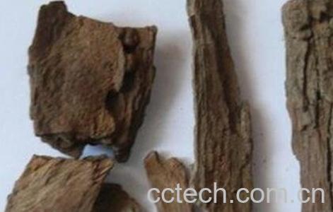 枣树皮的作用与功效-0