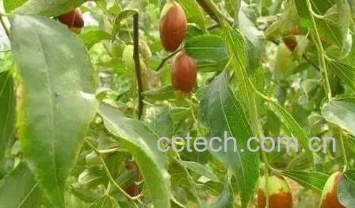 菱枣的营养价值有哪些-1