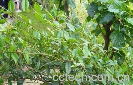 五指毛桃的功效与作用及食用方法-0