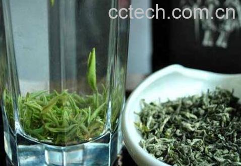 都匀毛尖的功效与作用-1